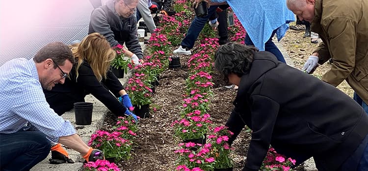 A group of people planting flowers at an outdoor garden space