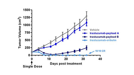 A graph showing the increased reduction in tumor volume 30 days post trastuzumab-eribulin treatment relative to trastuzumab-payload treatment alone