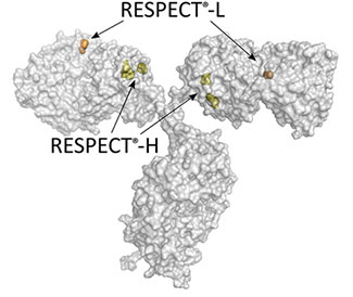 RESPECT®-H+L: 2 CONJUGATION CHEMISTRIES MEANS DUAL PAYLOADS WITH 2 MECHANISMS OF ACTION (MOAs)