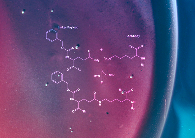 Molecular diagram of the chemical process behind residue specific conjugation technology